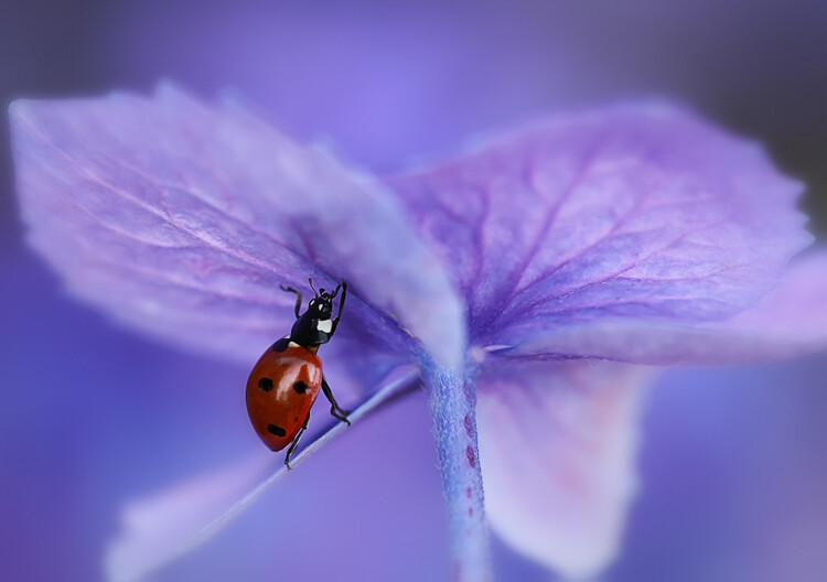 Levně Plakát, Obraz - Ladybird on purple hydrangea, Ellen van Deelen, 40 × 26.7 cm