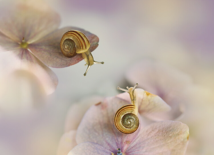 Levně Plakát, Obraz - Little snails, Ellen van Deelen, 40 × 30 cm