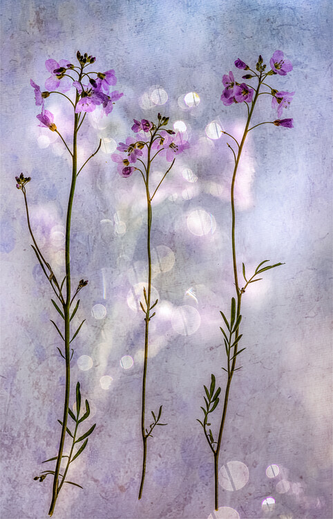 Poster Three fragile beauties