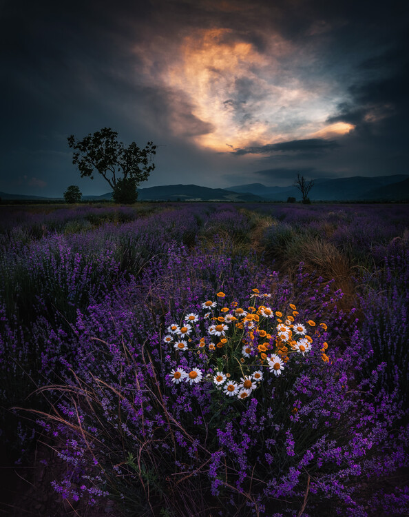 Plakat Lavender