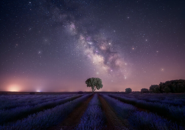Плакат Lavender fields nightshot