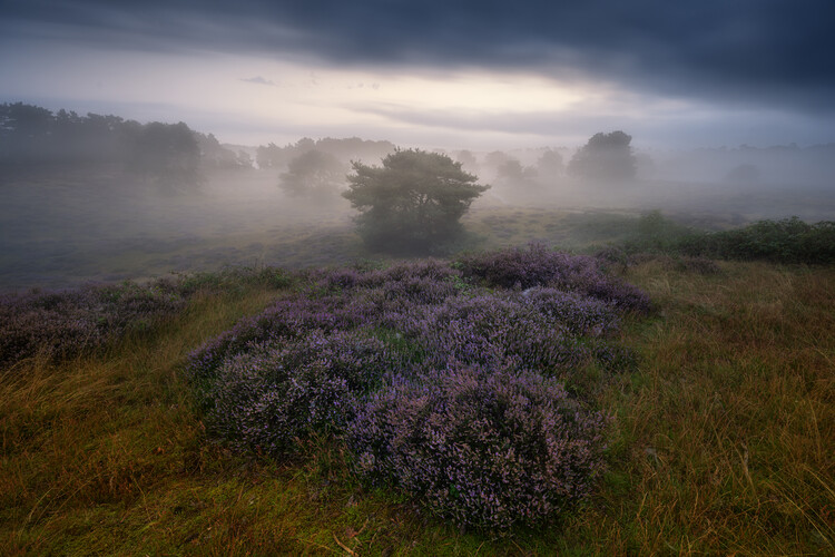 Bild auf Leinwand Heather impressions