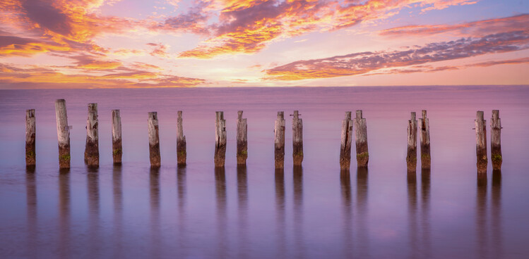 Levně Plakát, Obraz - Cape Pilings in Purple, Ed Esposito, 40 × 20 cm