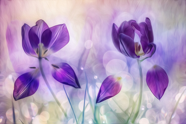 Poster Double purple