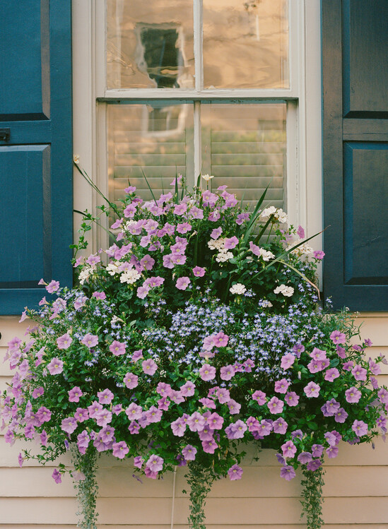 Poster Charleston Blooms II