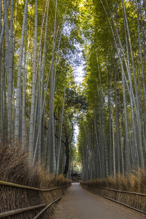 Plakat Mighty Arashiyama bamboo forest in Japan