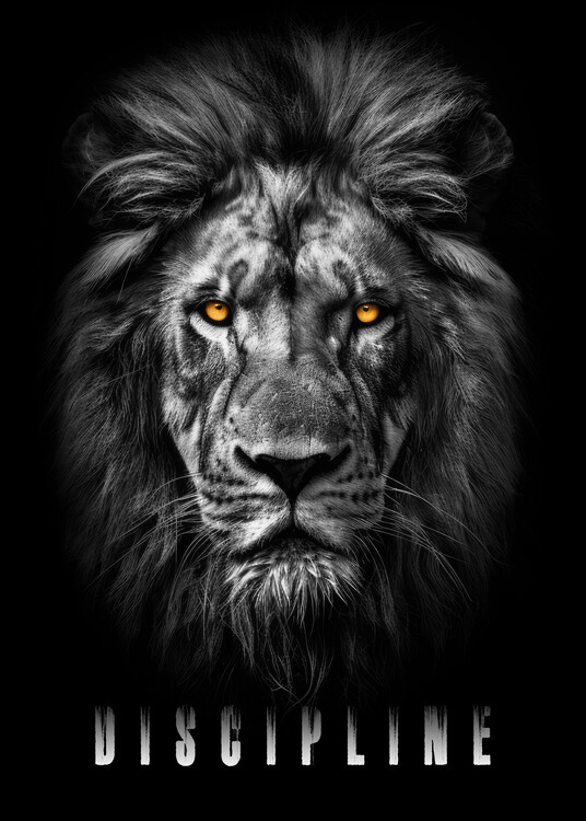 Принти на полотні Lion Discipline