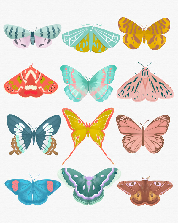 Poster Butterfly