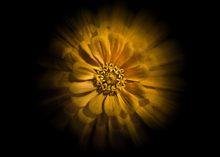 Плакат Backyard Flowers No 58 Color Flow Version