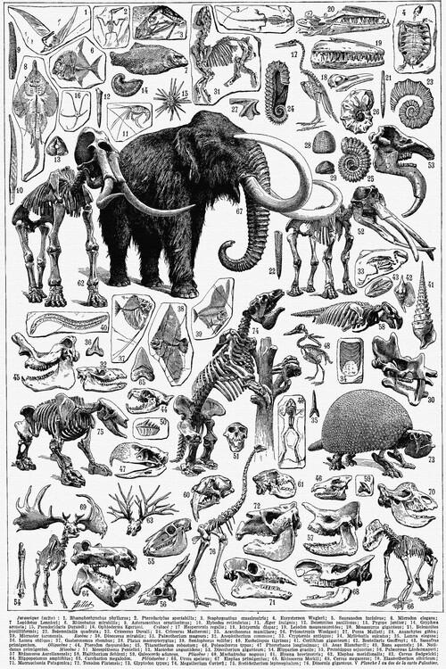 Poster Paleontology, The Study of Dinosaurs (2/2)