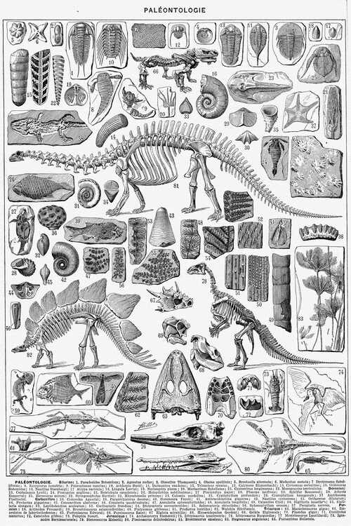 Poster Paleontology: The Study of Dinosaurs (1/2) – Adolphe Millot