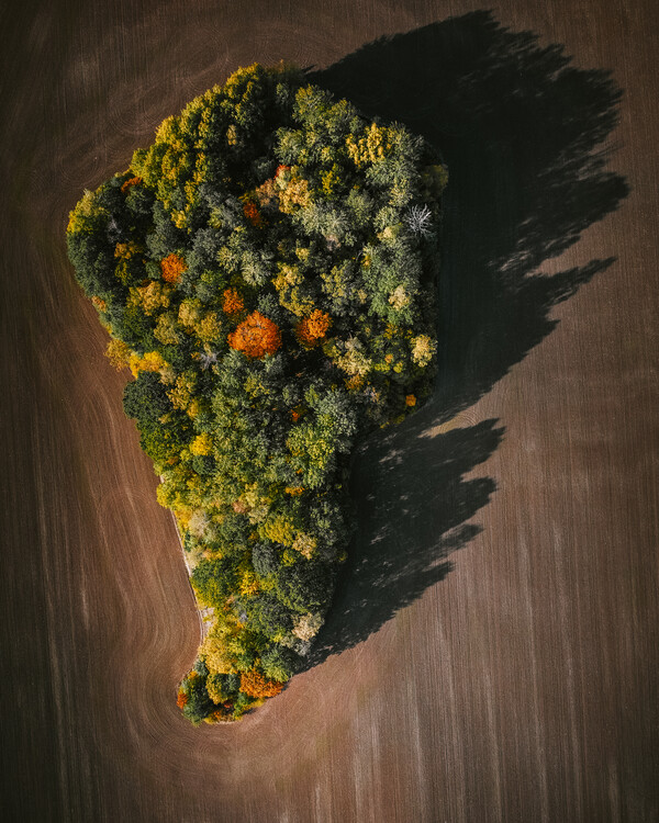 Poster Drone view of forest
