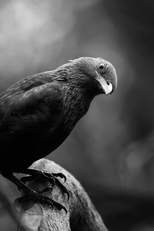 Плакат Bird