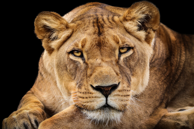 Poster Lioness