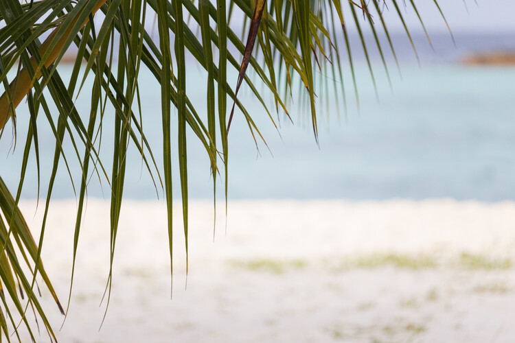 Плакат Palm beach tropic feeling