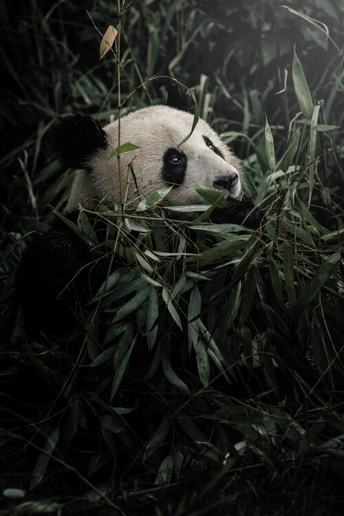 Poster Panda in bamboo