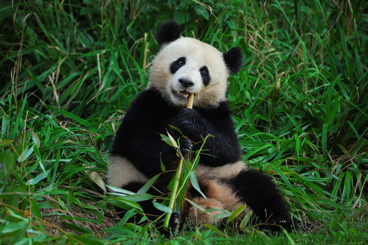 Poster Panda