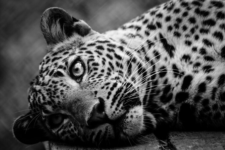 Плакат Leopard