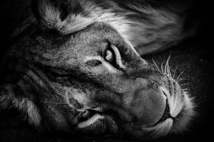 Плакат Lioness