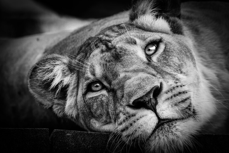 Poster Lioness 2