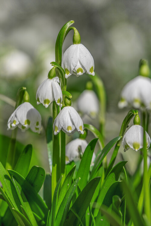 Плакат Spring snowflake