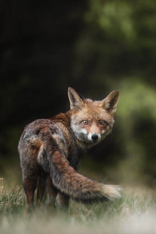 Poster Fox 3