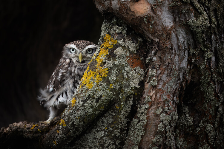 Poster Sýček obecný