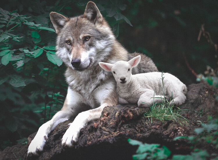 Poster Wolf & Lamb.