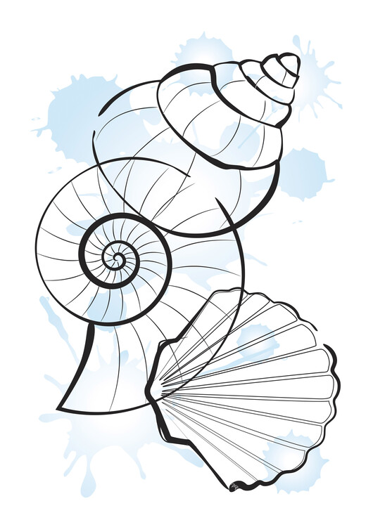 Poster Sea Shells