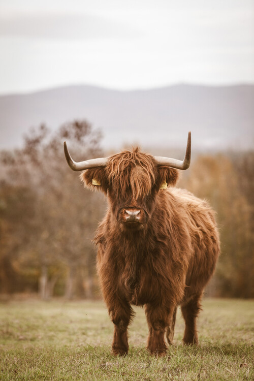 Poster forest cow photo