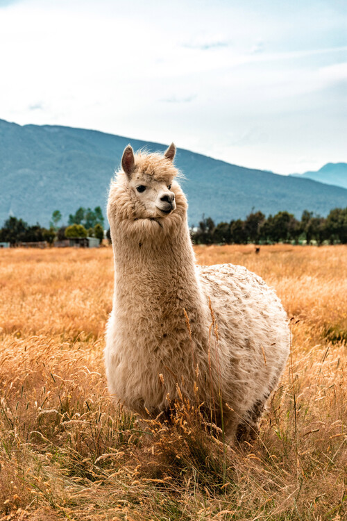 Плакат sweet animal