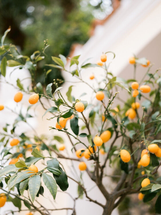 Wall Mural Orange Capri