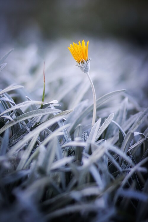 Poster Natur, Minimalismus