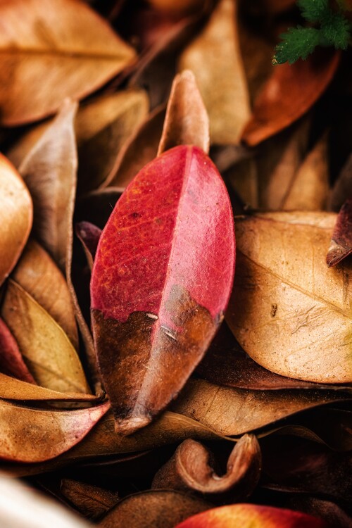 Poster Schöne Natur im Wald