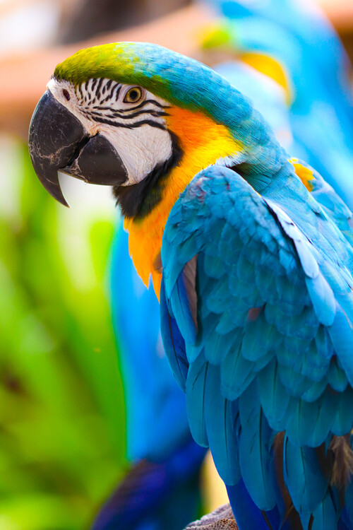 Plagát Papaygei Portrait