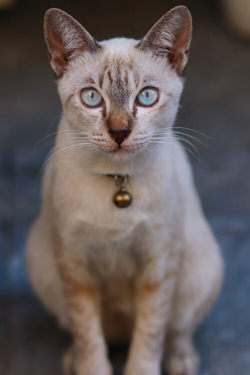 Poster Cat Portrait