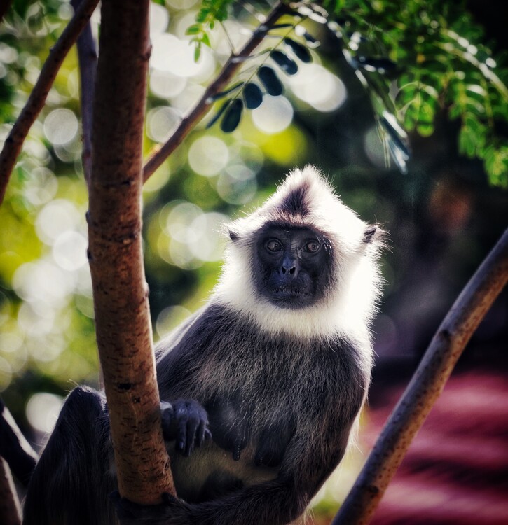 Плакат Monkey