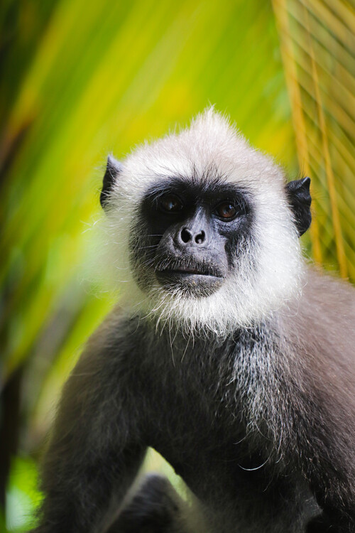 Плакат Monkey
