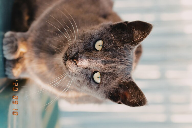 Плакат Cat Portrait