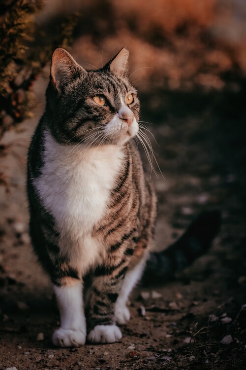 Poster Cat Portrait