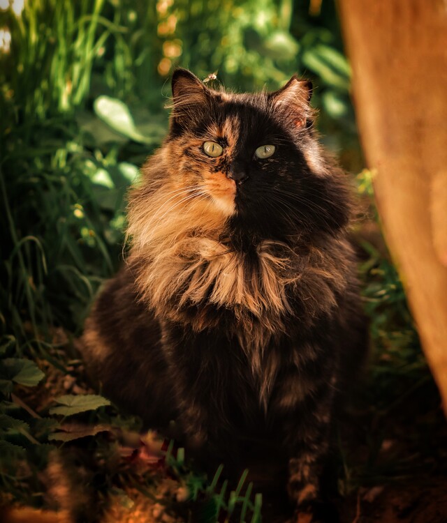 Poster Cat Portrait