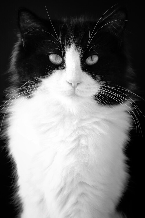 Poster Cat Portrait