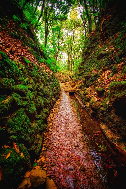 Poster Natur, Wald