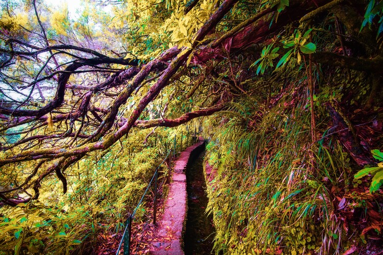 Poster Natur, Wald