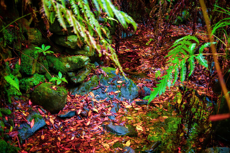 Poster Natur, Wald