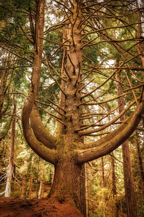 Poster Baum im Wald