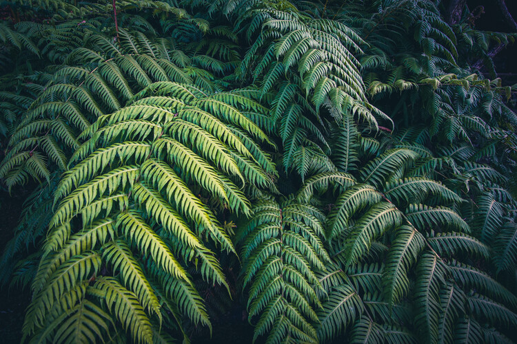 Poster Natur, Wald