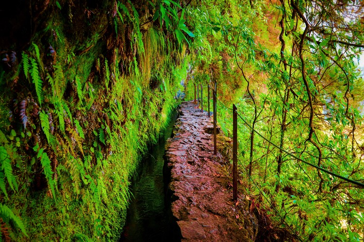 Poster Natur, Wald