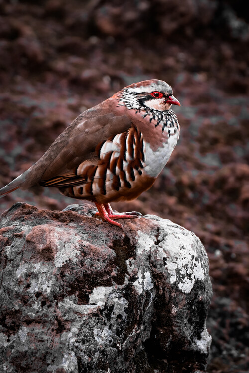 Плакат Vogel in den Bergen Madeiras
