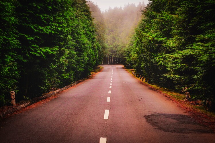 Плакат Straße im Wald Madeiras
